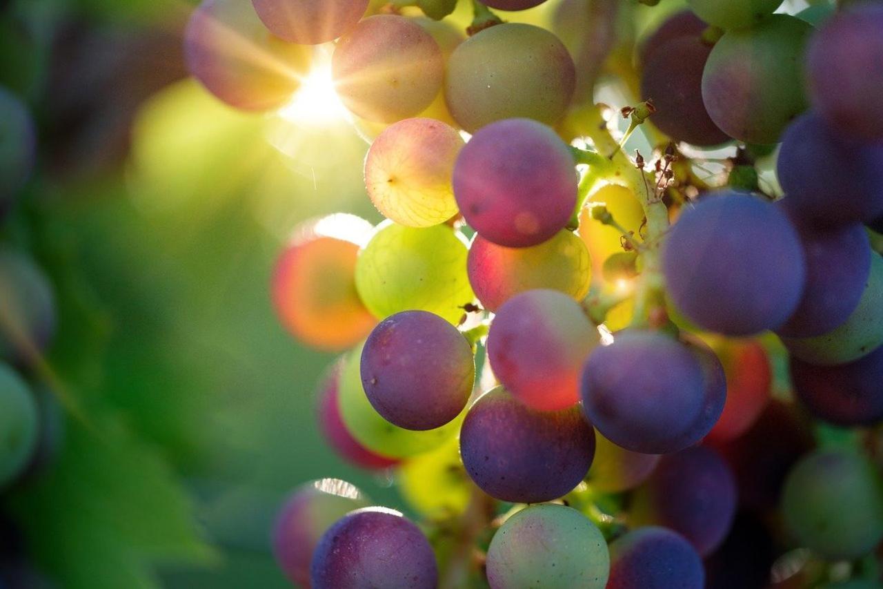 Oasi Del Monferrato - Appartamento Rosso Mombercelli Ngoại thất bức ảnh